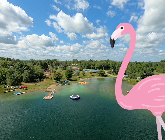 Giant Flamingo